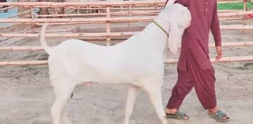 Rajanpuri Bakra For sale Call/ 03433066498