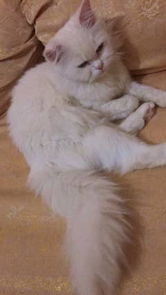 persian