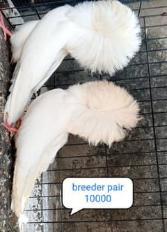 fancy pigeon | kabutar| Jacobin|  frillback saddle | amarican fantail|