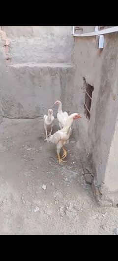 white Shamo chicks