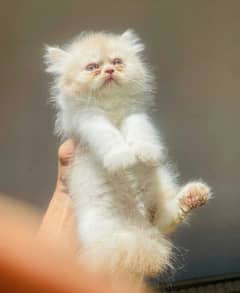 punch face male kitten available