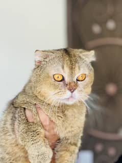 Scottish fold male