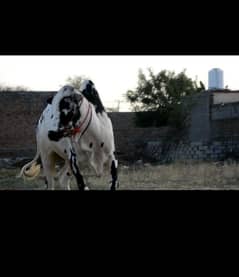 bull for sale