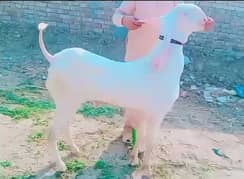 Qurbani Lagne Wala Gulabi Bakra For Sale _03207353182