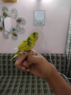 2 handtame budgie and common budgies (read description)
