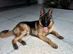 German