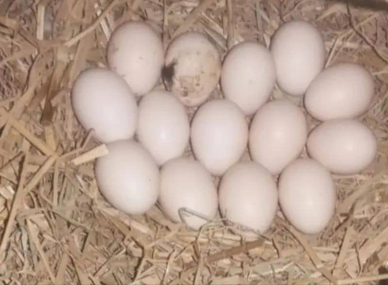 King size white Aseel Jawa with aseel females 18
