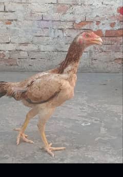 miawali aseel murghe