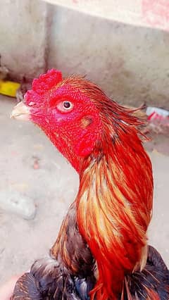 Aseel murgha up for sale