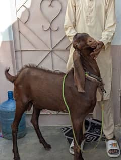 qurbni k bakra