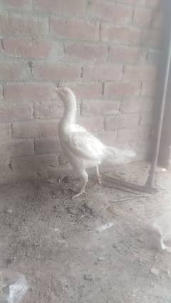 heera female
