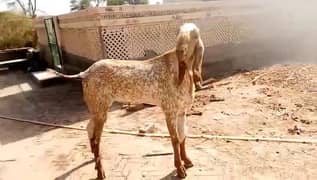 Desi Bakra Urgent For Sale WhatsApp On03314594754)