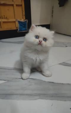 Pure Persian triple coated punch or extreme punch kittens for sale