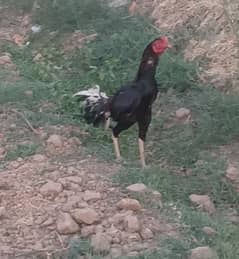 Long height two aseel male and chick