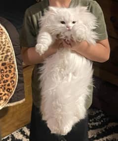 5 Months Old Persian Kitten Cat For sale