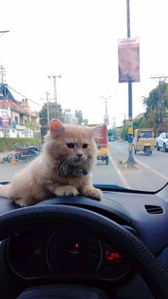Persian