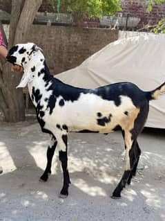 bakra