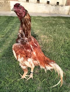 Cheena Aseel murga for sale