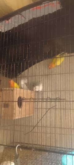 Latino love birds