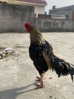 aseel jawa murga