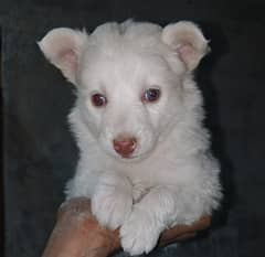 Russian puppy /  dog available for sale