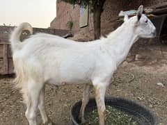 bakra 2 dant