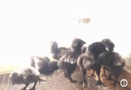 Ayam Cemani chicks