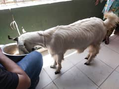 Bakra 4 sale