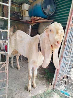 Bakra