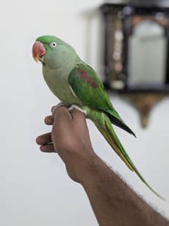 Friendly
