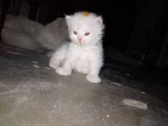 12500