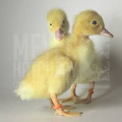 white ducking pair