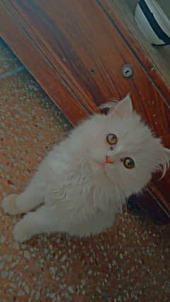 White persisn kitten male