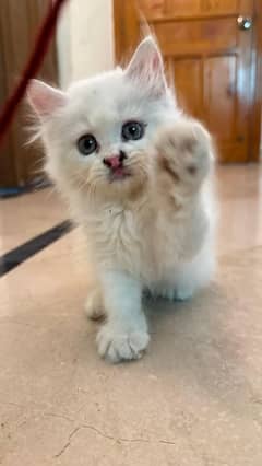 Persian