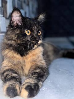 persian black and orange
