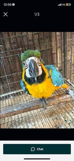 blue Macaw parrot checks for sale03319974101