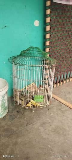 parrot cage