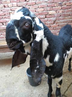 Beetal bakra, bakri