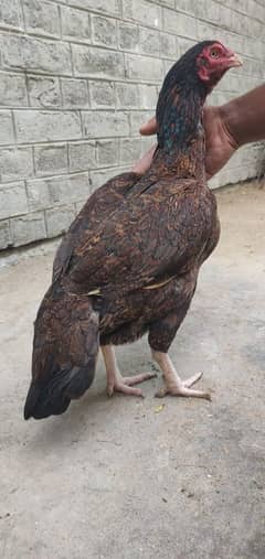 aseel morgi