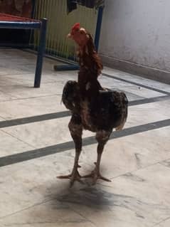 Aseel hen