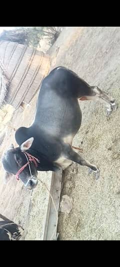 For