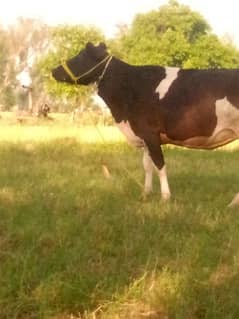 pehlan wachi dood 7 kilo