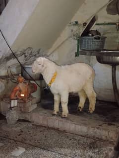 Mandra