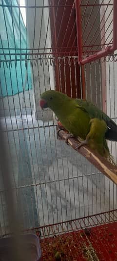 parrot best for taming