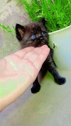 triple coated Persian liter trained