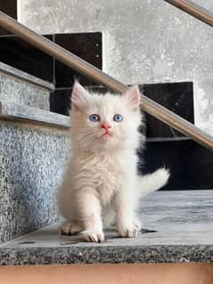 Persian