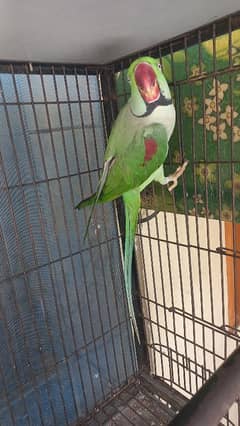 raw parrots ha brider ha bolta be ha. .