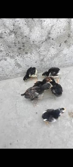 Thai caross aseel chicks 03114611560 whattsapp