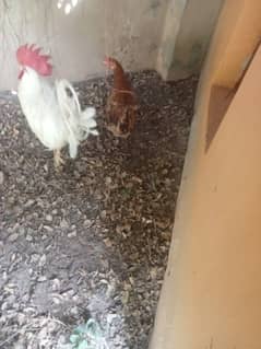 White misry murgha or golden murghi