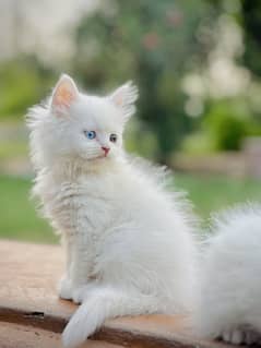 Triple coated persian kittens